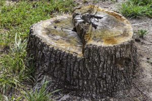 tree-stump-removal