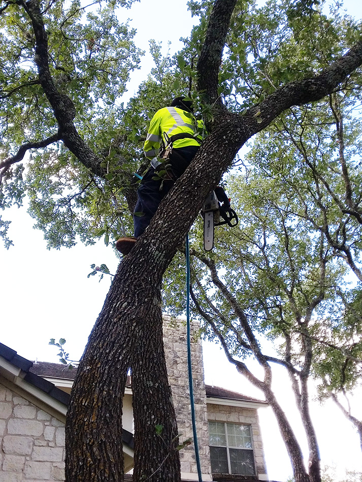 Tree Timming Terms Every Homeowner Should Know
